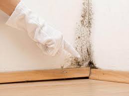 New York Mills, NY Mold Remediation Company